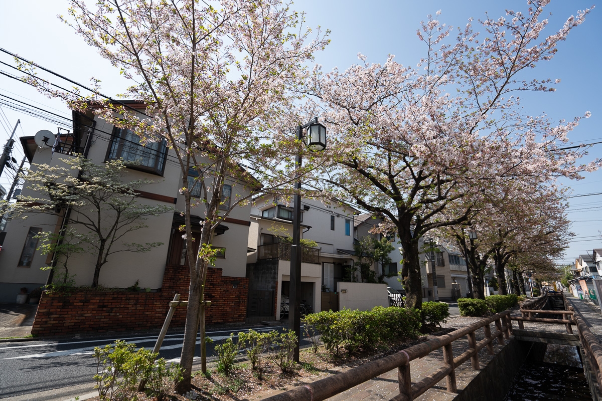 ザ・パークハウス東雪谷　洗足流れの桜並木